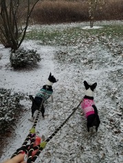They didn't know what to think about the snow.